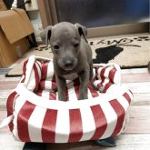 イタリアングレーハウンド