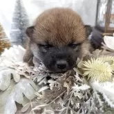 柴犬(標準サイズ)