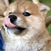 柴犬(標準サイズ)