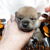 柴犬(標準サイズ)