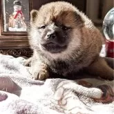 柴犬(標準サイズ)