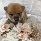 柴犬(標準サイズ)【大分県・女の子・2025年10月1日・赤】の写真2