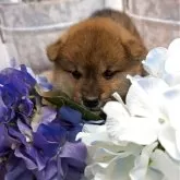 柴犬(標準サイズ)【大分県・男の子・2025年3月26日・赤】の写真2