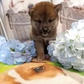 柴犬(標準サイズ)【大分県・女の子・2025年3月26日・赤】の写真2「お澄まし顔可愛いでしょ」