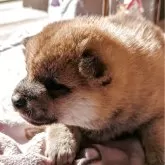 柴犬(標準サイズ)【大分県・女の子・2025年10月22日・赤】の写真2