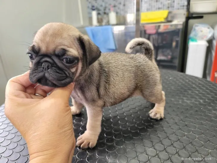 こまさん 様のお迎えした子犬