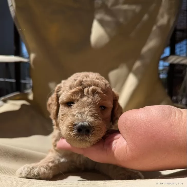 Jenny 様のお迎えした子犬