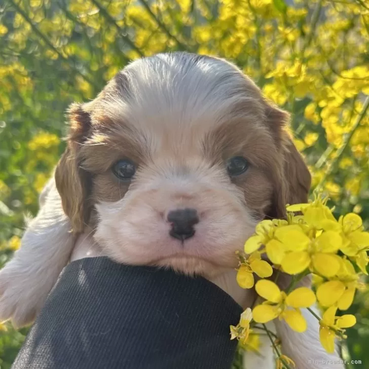 ID:2403-03623の子犬
