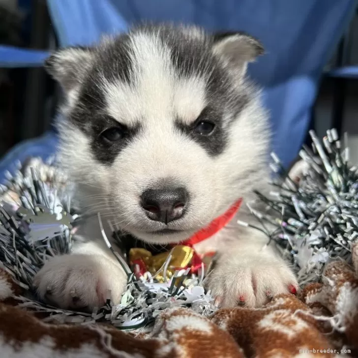 K.T 様のお迎えした子犬