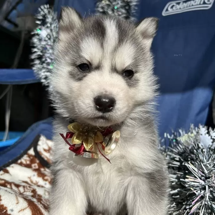 ID：2312-02272の子犬