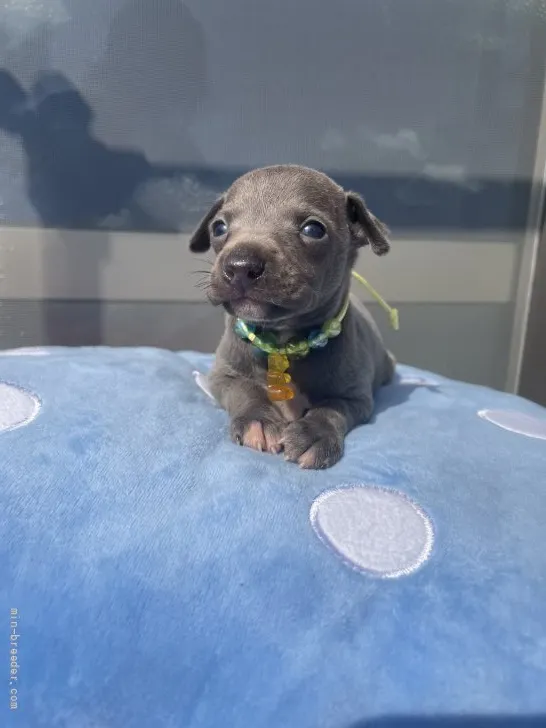 ID:2204-02375の子犬