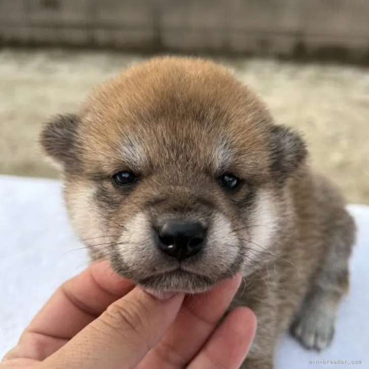 ID:2305-03443の子犬
