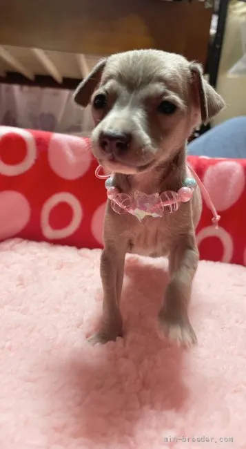 S.K 様のお迎えした子犬