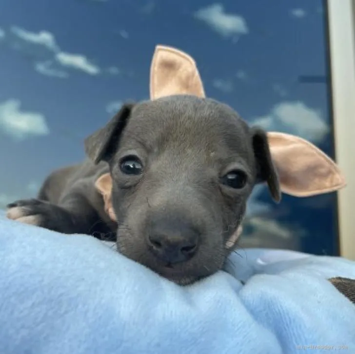 ID：2211-00988の子犬