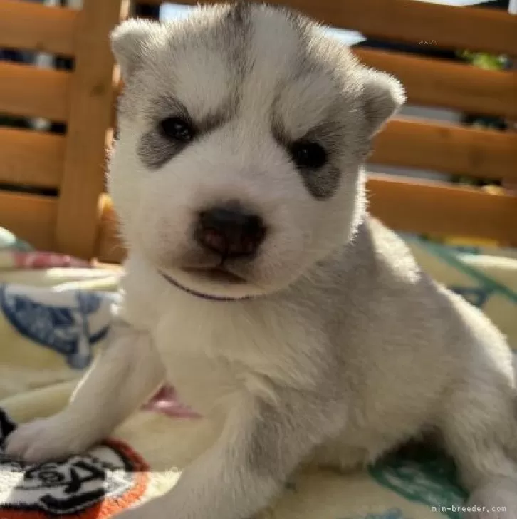 T.H 様のお迎えした子犬