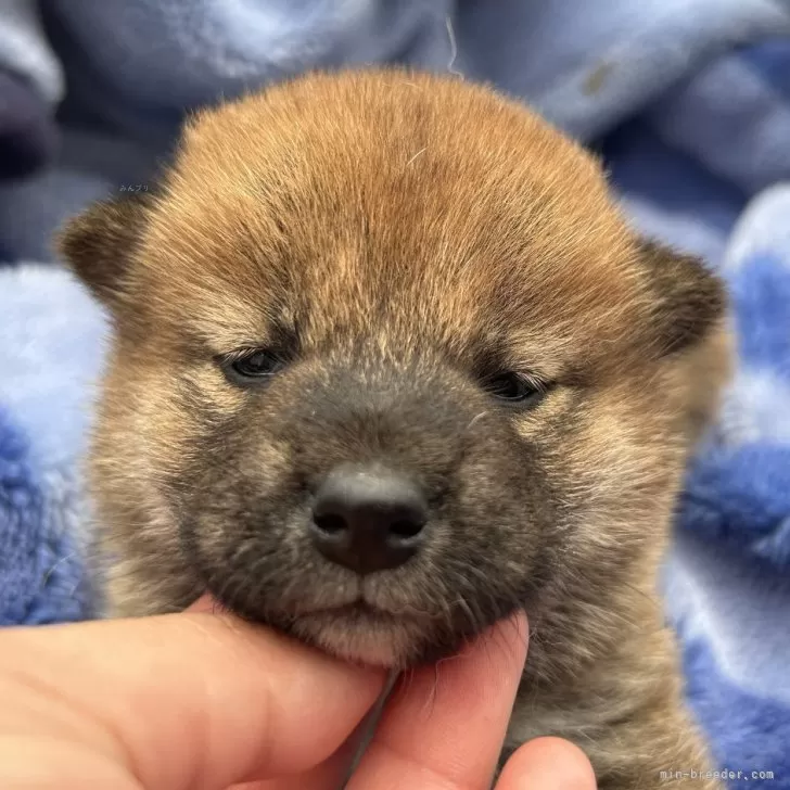 柴犬(標準サイズ)【大分県・女の子・2024年3月19日・赤】の写真1