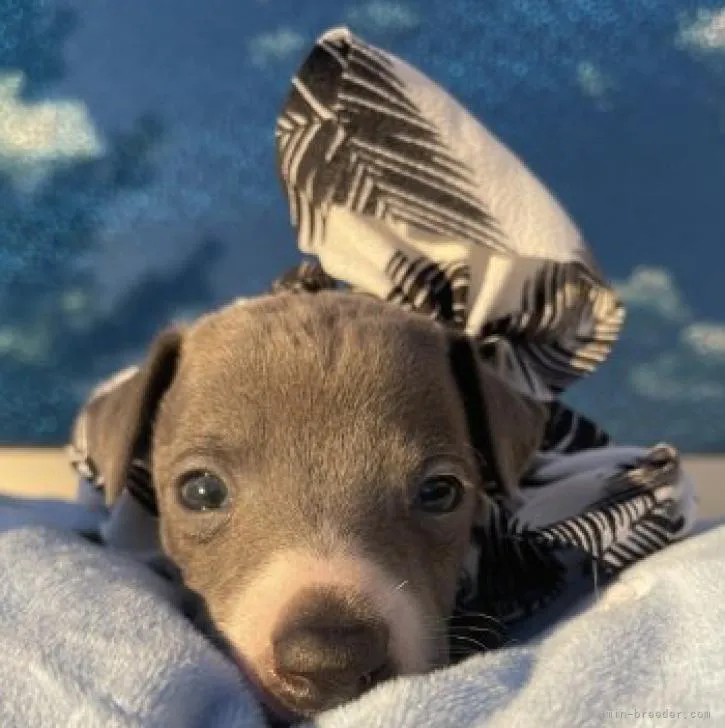 ID:2211-00991の子犬
