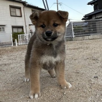 柴犬(標準サイズ)【大分県・女の子・2023年9月1日・赤】の写真「骨量のある顔が大きい女の子
お写真更新しました！」