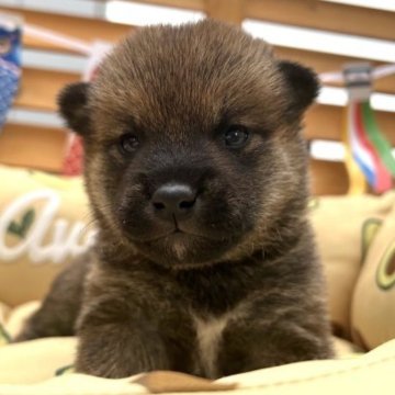 柴犬(標準サイズ)【大分県・女の子・2023年3月4日・赤】の写真「濃い赤毛が魅力的な女の子💓」