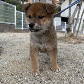 柴犬(標準サイズ)【大分県・女の子・2023年9月1日・赤】の写真「骨量のある可愛い女の子💕」