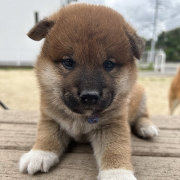 柴犬(標準サイズ)【大分県・男の子・2024年3月31日・赤】の写真「赤毛が濃い男の子✨」