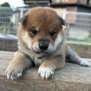 柴犬(標準サイズ)【大分県・男の子・2023年9月23日・赤】の写真「目力のあるカッコいい男の子！」