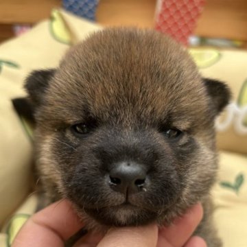 柴犬(標準サイズ)【大分県・女の子・2023年3月4日・赤】の写真「濃い綺麗な赤毛の女の子💓」