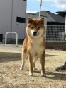 柴犬【・男の子・2020年8月3日・赤】