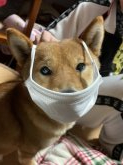 柴犬【・女の子・2020年9月4日・赤】「遊ばれるモナ…😅」
