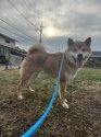 柴犬【・男の子・2020年8月3日・赤】