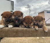 柴犬【・女の子・2024年5月9日・赤】「巴が子犬の頃の兄妹写真です!」