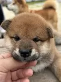 柴犬(標準サイズ)【大分県・男の子・2024年3月31日・赤】の写真4