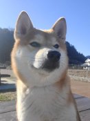 柴犬【・女の子・2024年5月9日・赤】「巴のお母さんのかぐやです!人大好きで凄く個性的で面白い子です🤣」