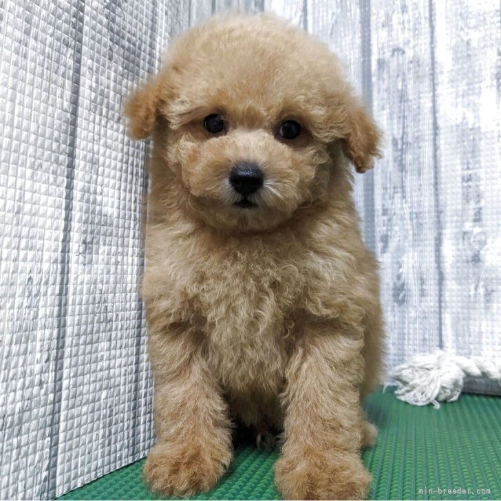 ブリーダー画像