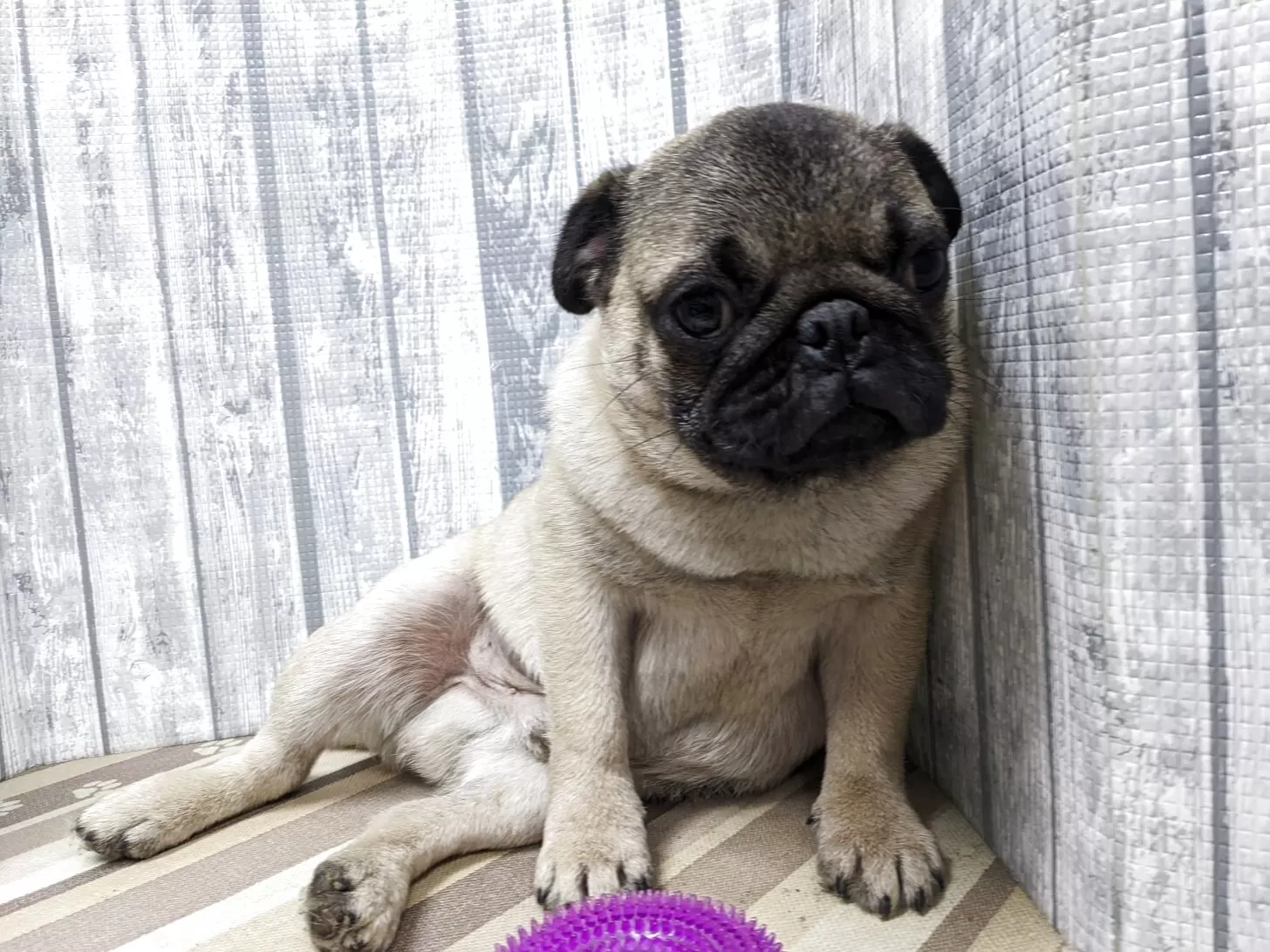 パグ【埼玉県・男の子・2025年4月24日・フォーン】の写真1「11/28にて体重は6.27kgになります」