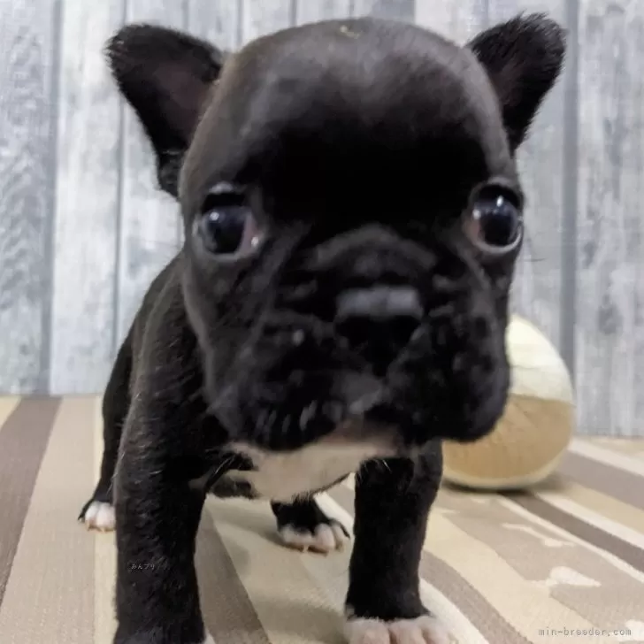ID:2411-04868の子犬