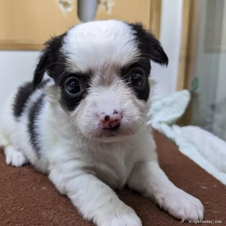 ID:2502-00428の子犬