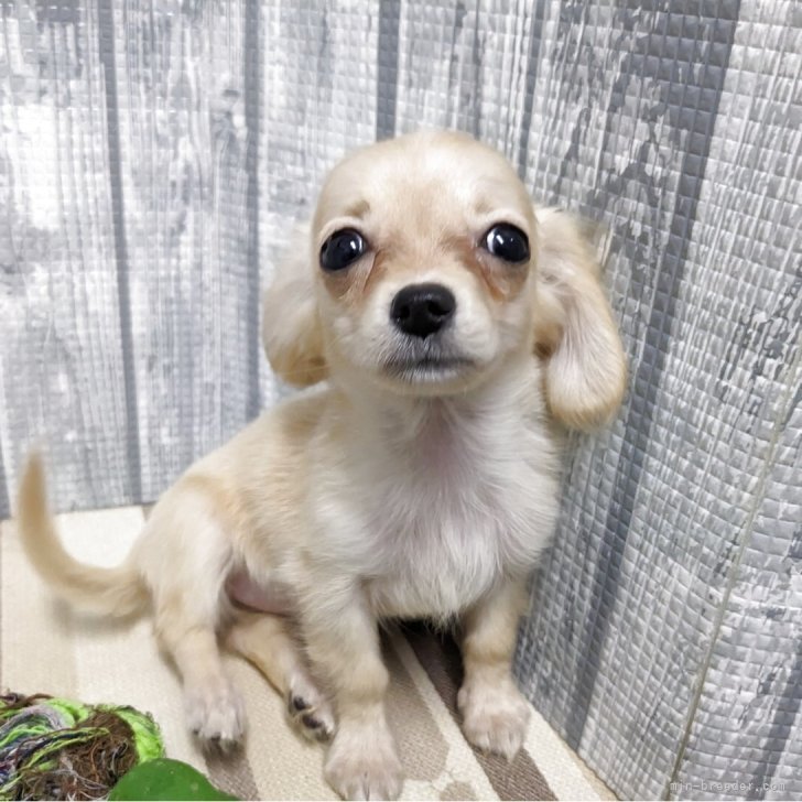 [uF6-071419　可愛い子犬と女の子] シーズー【東京都・女の子・2025年7月13日・ゴールド&ホワイト