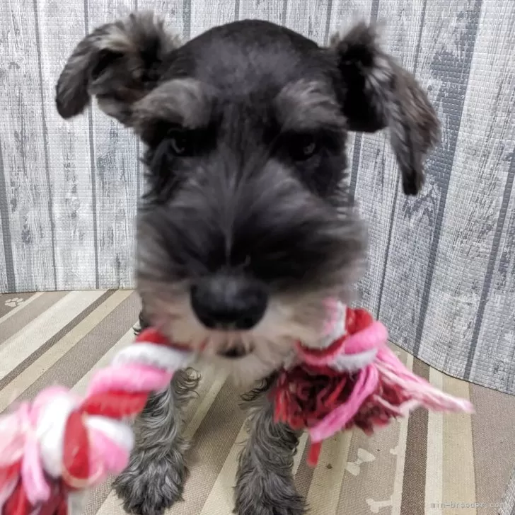 ミニチュアシュナウザー【埼玉県・男の子・2025年7月20日・ソルト&amp;ペッパー】の写真1「11/28にて体重は4.55kgになりますマイクロチップ下３ケタ(548)」