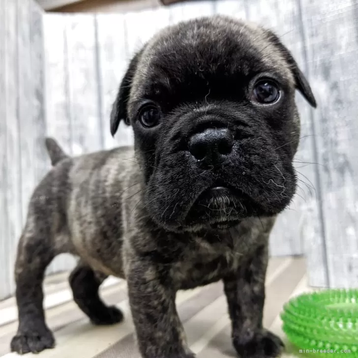 ID:2506-02663の子犬