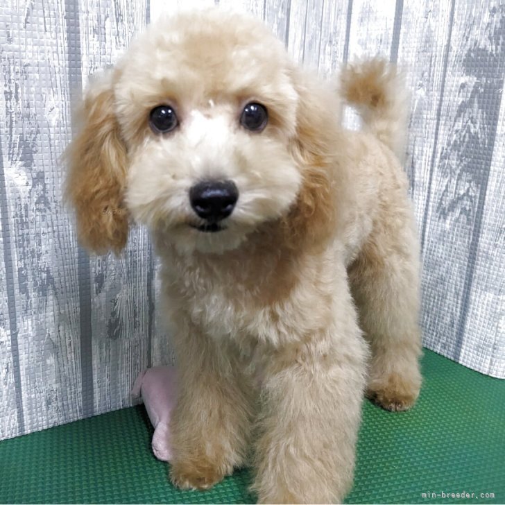 ブリーダー画像