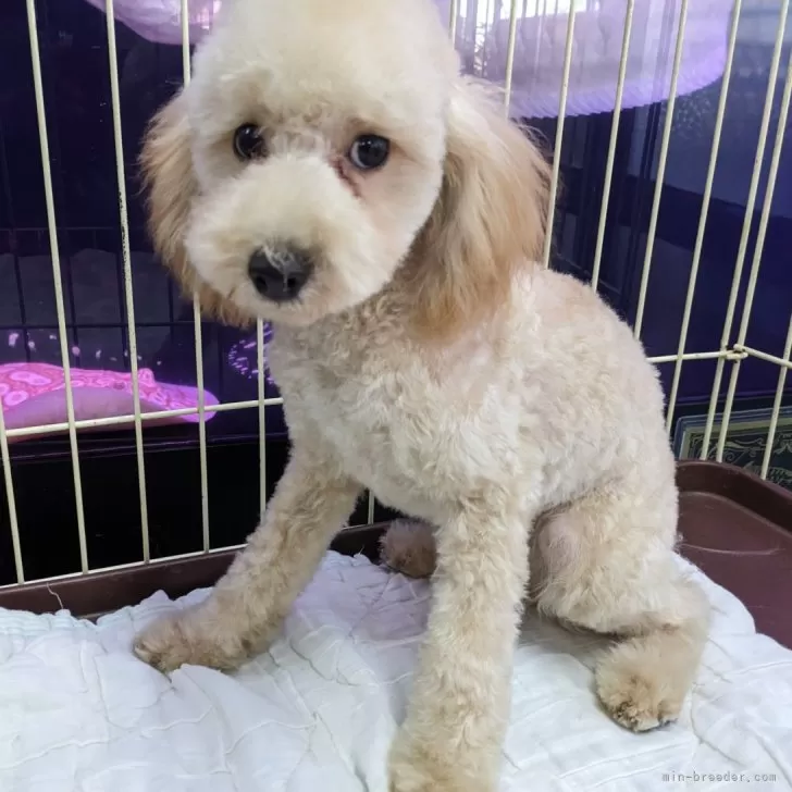 ID:2411-00047の子犬