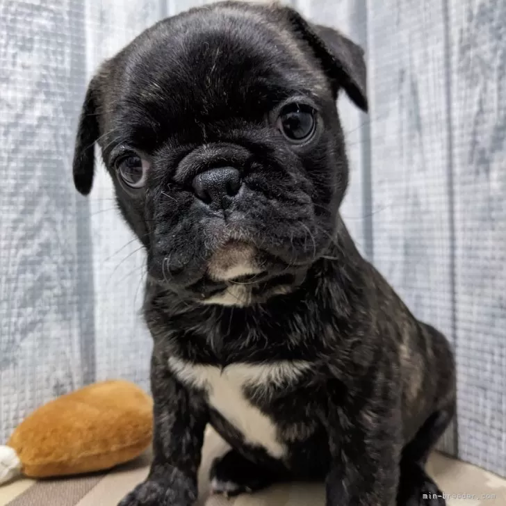 ID:2501-05446の子犬