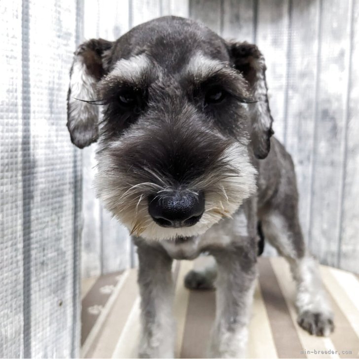 ユユ 様のお迎えした子犬