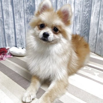 ポメラニアン【埼玉県・女の子・2025年4月23日・オレンジ】の写真「可愛い女の子です」