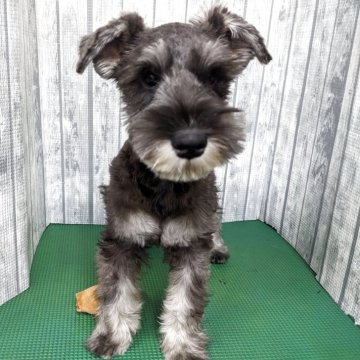 ミニチュアシュナウザー【埼玉県・男の子・2025年7月20日・ソルト&ペッパー】の写真「可愛い男の子です」