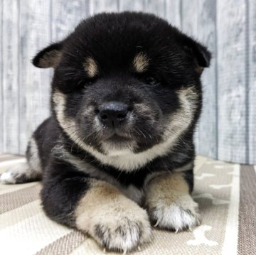 柴犬(豆柴)【埼玉県・女の子・2025年4月29日・黒】の写真「離乳食を食べ初めました」