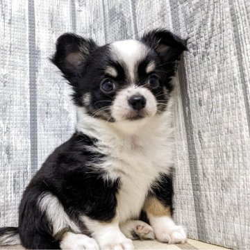 チワワ(ロング)【埼玉県・男の子・2025年9月22日・ブラックタンホワイト】の写真「可愛い男の子です」