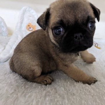 パグ【埼玉県・男の子・2024年9月26日・フォーン】の写真「甘えん坊な男の子です」