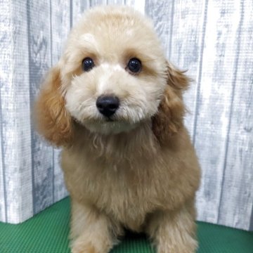 トイプードル(トイ)【埼玉県・女の子・2025年5月3日・レッドフォーン】の写真「可愛い女の子です」